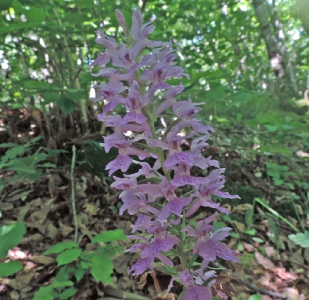 Fiore azzurro